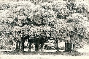 大房岬のマテバシイ