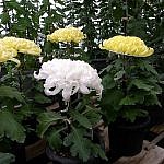 一輪咲きで高さをおさえた「福助作り」