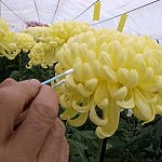 花弁は時間をかけて交互に重なるようにする調整作業も