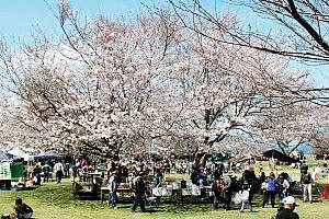 大房岬のサクラ（2014年撮影）