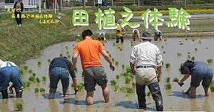 田植え体験