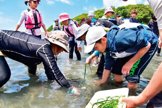 沖ノ島で行われたアマモ移植会の様子