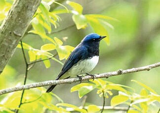 オオルリ（夏鳥）